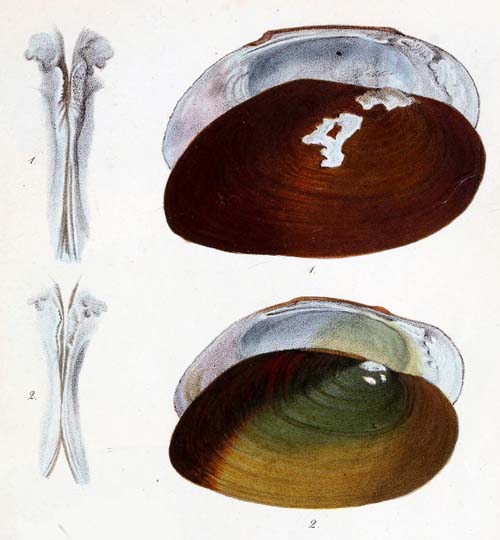specimen image from publication