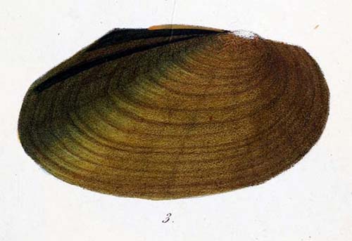 specimen image from publication