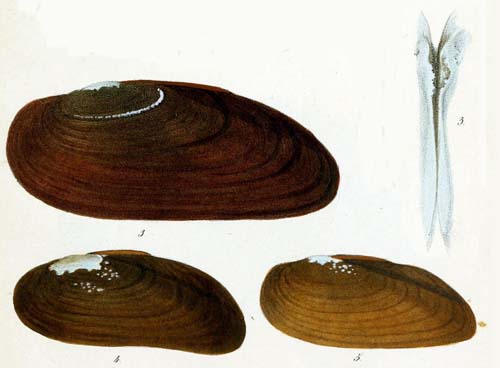 specimen image from publication