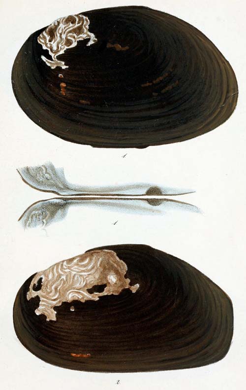 specimen image from publication