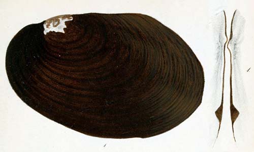 specimen image from publication