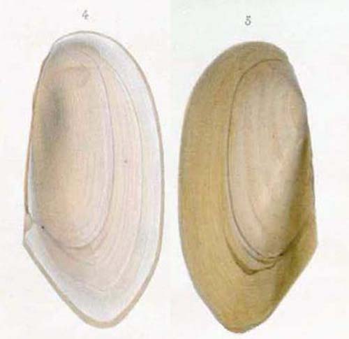 specimen image from publication