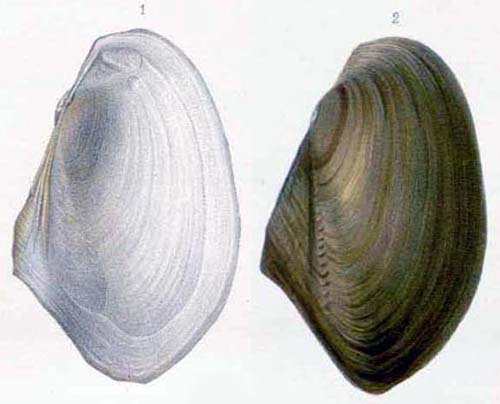 specimen image from publication