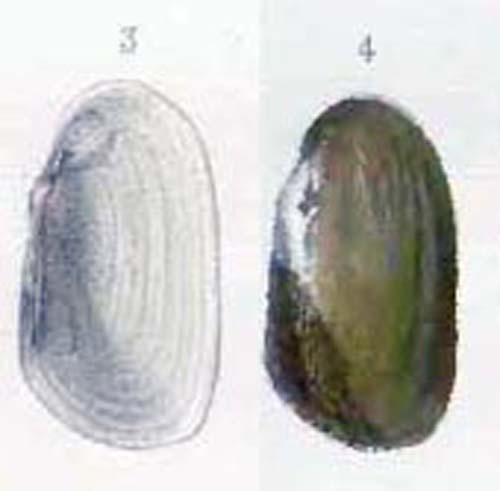 specimen image from publication