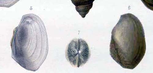 specimen image from publication