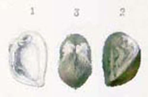 specimen image from publication