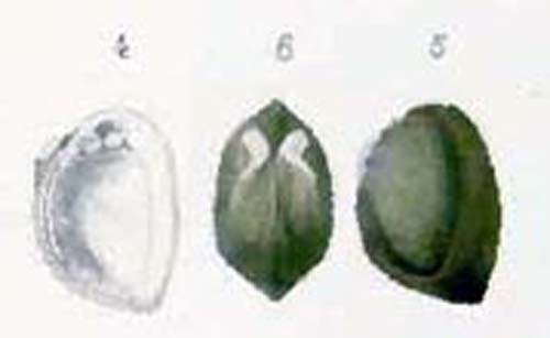 specimen image from publication