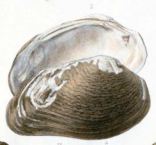 specimen image from publication