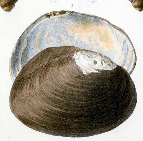 specimen image from publication