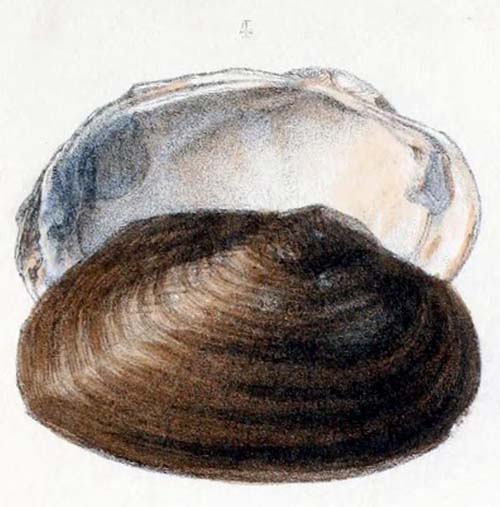 specimen image from publication