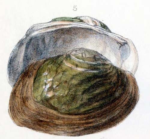 specimen image from publication