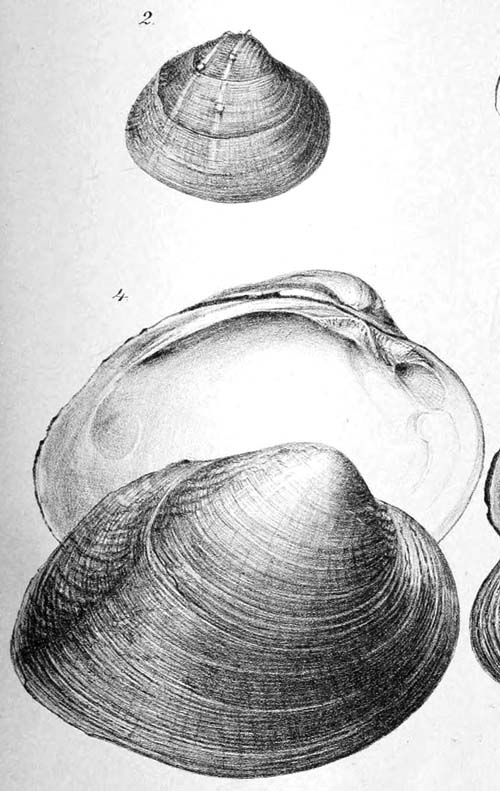 specimen image from publication