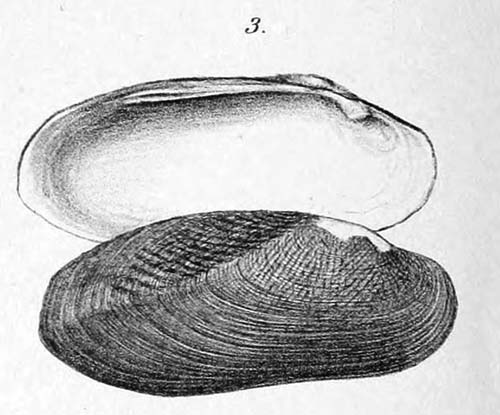 specimen image from publication