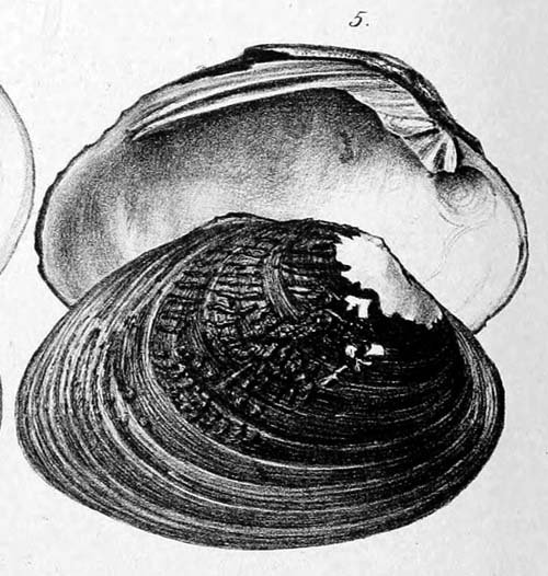 specimen image from publication