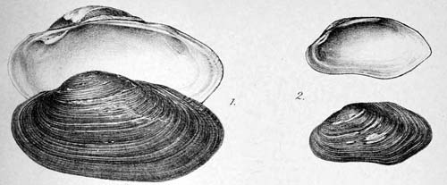 specimen image from publication