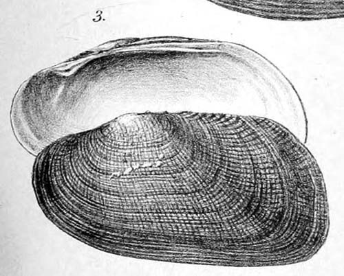 specimen image from publication