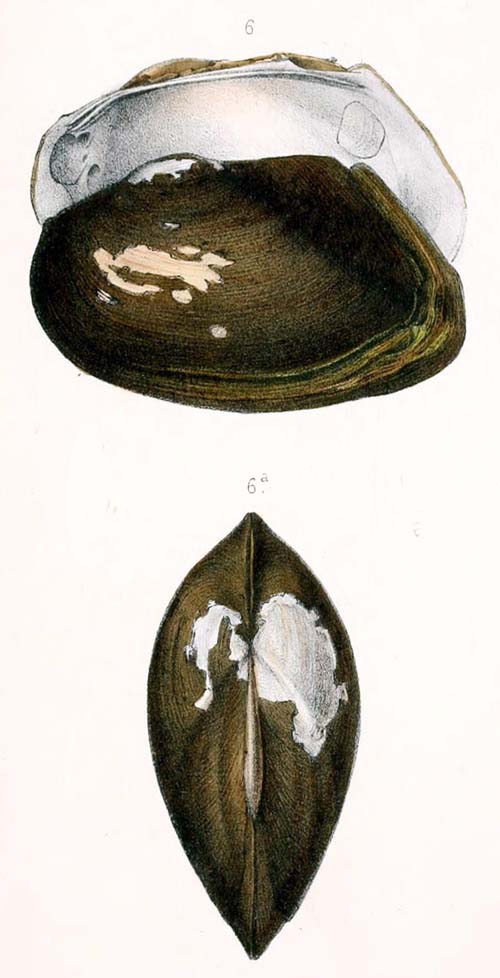 specimen image from publication