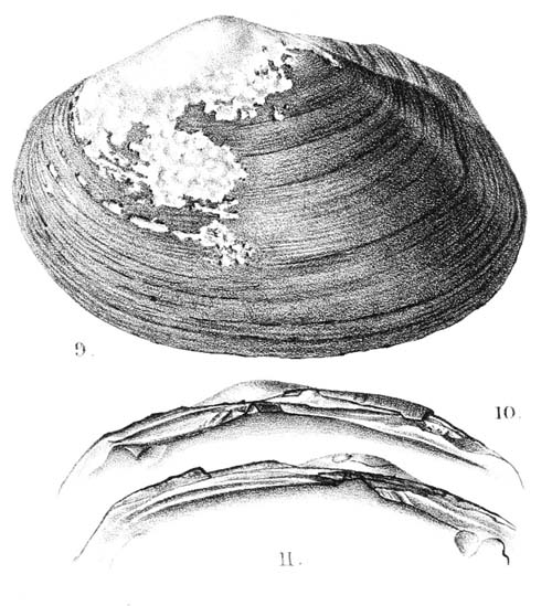 specimen image from publication