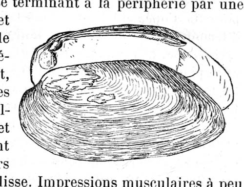 specimen image from publication