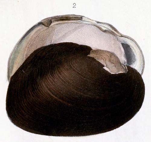 specimen image from publication