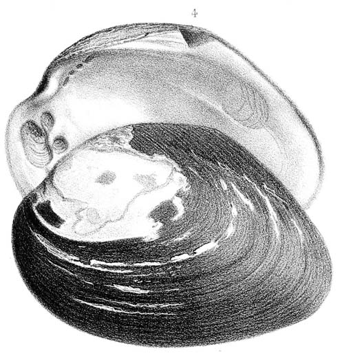 specimen image from publication