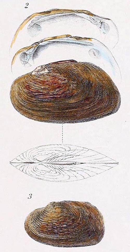 specimen image from publication