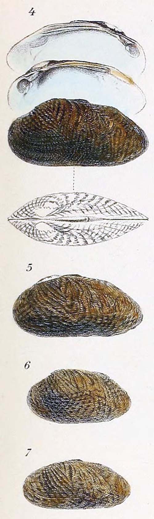 specimen image from publication