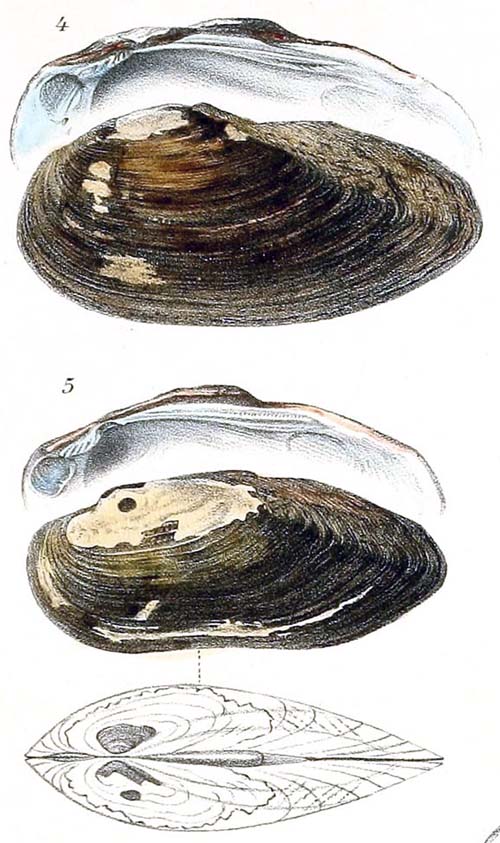specimen image from publication