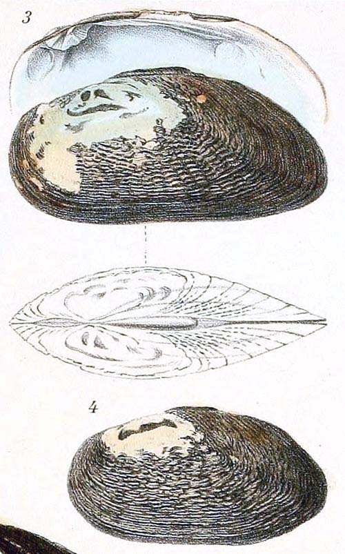 specimen image from publication