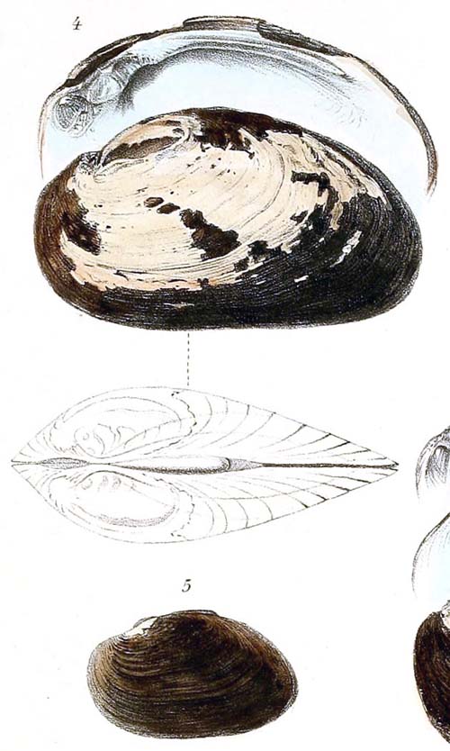 specimen image from publication