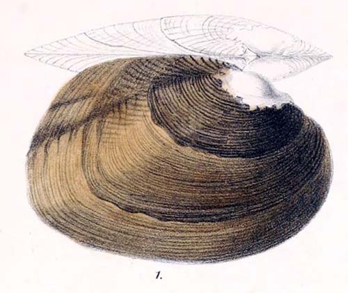 specimen image from publication