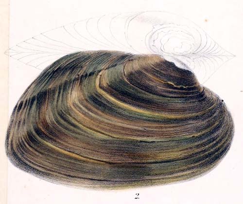 specimen image from publication