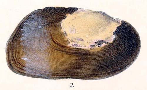 specimen image from publication