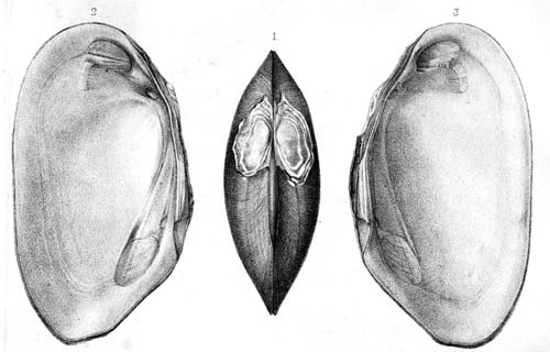 specimen image from publication