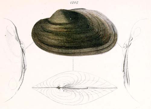 specimen image from publication