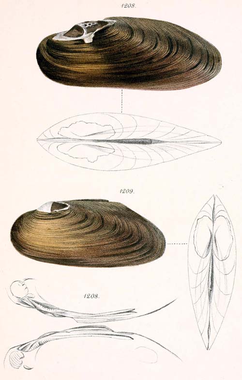 specimen image from publication