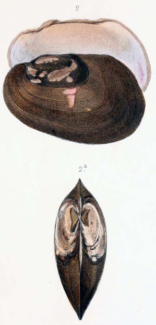 specimen image from publication