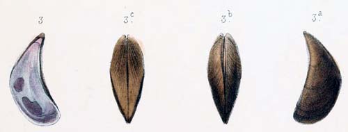 specimen image from publication