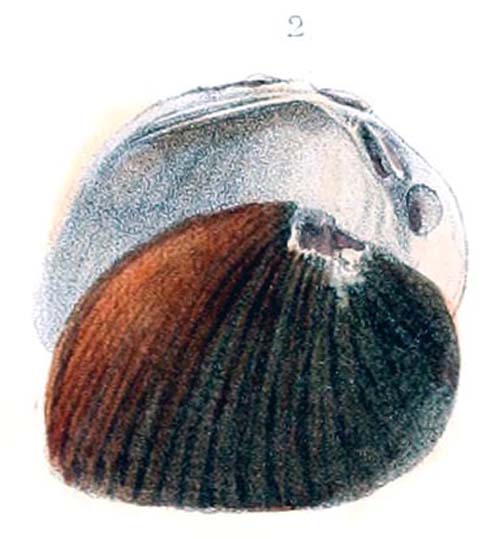 specimen image from publication