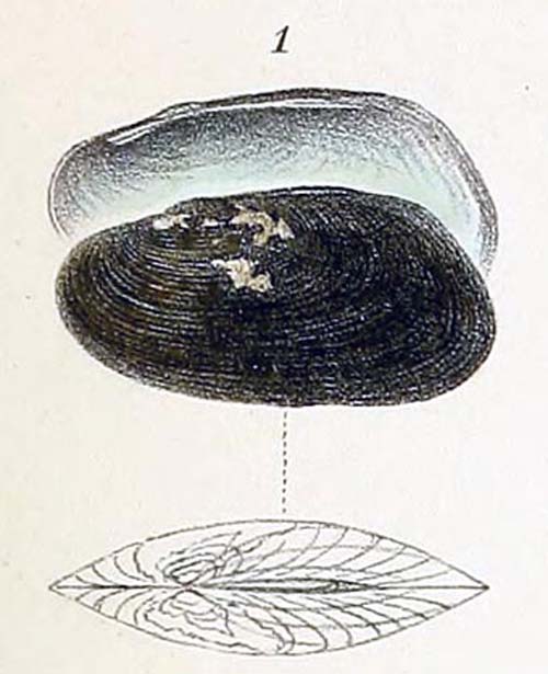 specimen image from publication