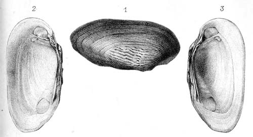 specimen image from publication