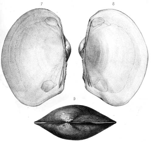 specimen image from publication