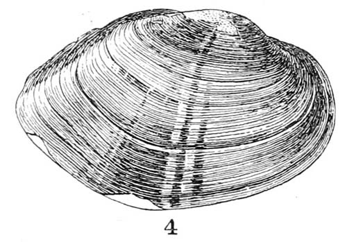 specimen image from publication