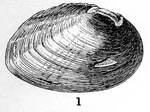 specimen image from publication