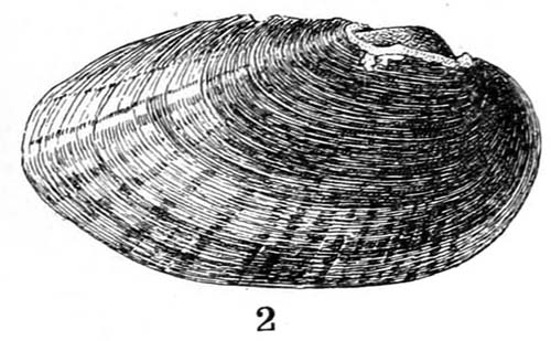 specimen image from publication