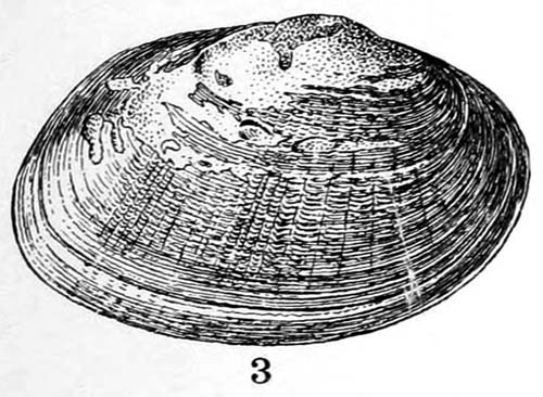 specimen image from publication