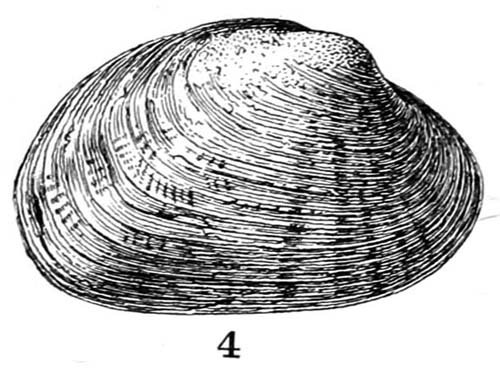 specimen image from publication