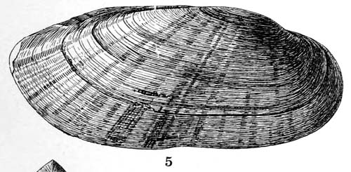 specimen image from publication