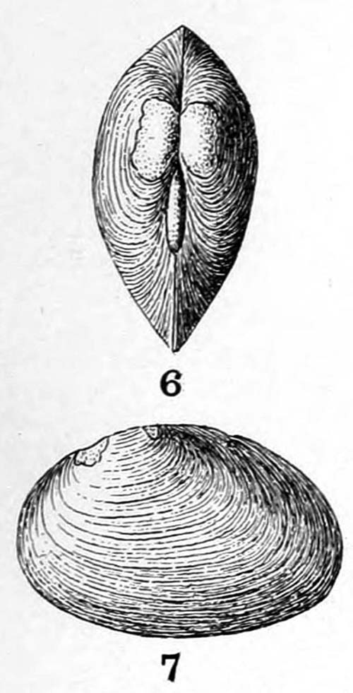 specimen image from publication