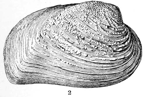 specimen image from publication